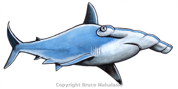 066 - Sharks - Hammerhead Shark Picture